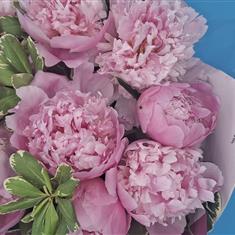Perfect Pink Peonies