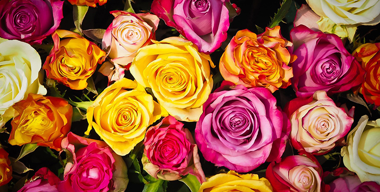 Summer Flowers